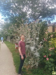 enormous thistle