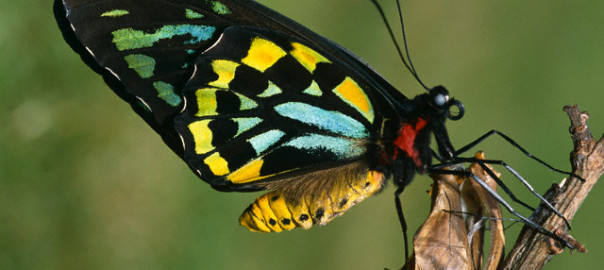 A male Cairns birdwing butterfly, the largest species native to Australia, emerges from his cocoon. --- Image by © Robert Pickett/Corbis